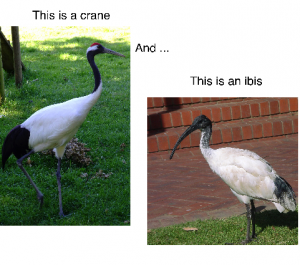 Crane vs. ibis